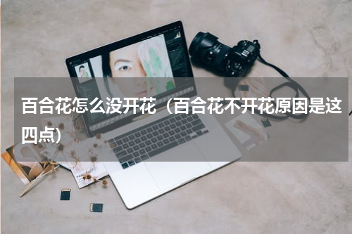 百合花怎么没开花（百合花不开花原因是这四点）