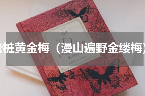 老桩黄金梅（漫山遍野金缕梅）