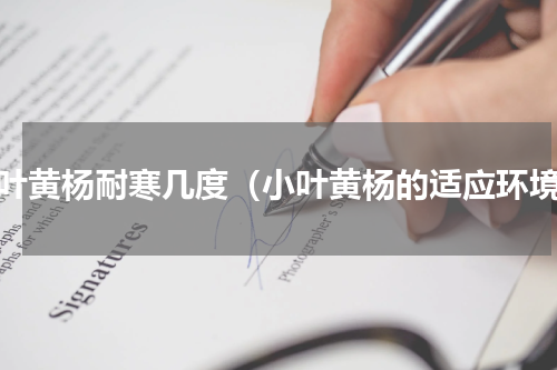 小叶黄杨耐寒几度（小叶黄杨的适应环境）