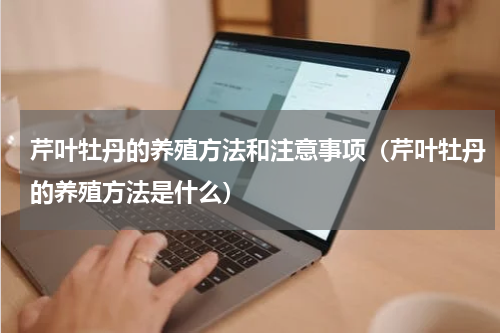 芹叶牡丹的养殖方法和注意事项（芹叶牡丹的养殖方法是什么）