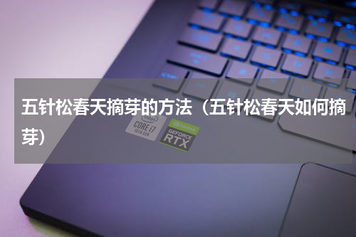 五针松春天摘芽的方法（五针松春天如何摘芽）
