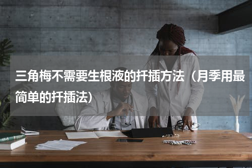 三角梅不需要生根液的扦插方法（月季用最简单的扦插法）