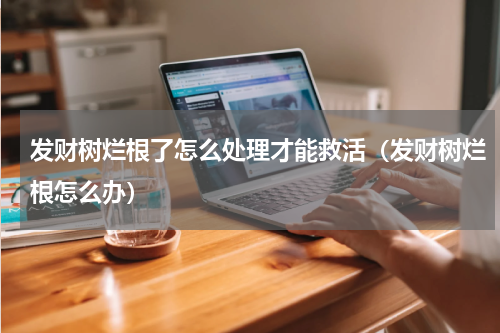 发财树烂根了怎么处理才能救活（发财树烂根怎么办）