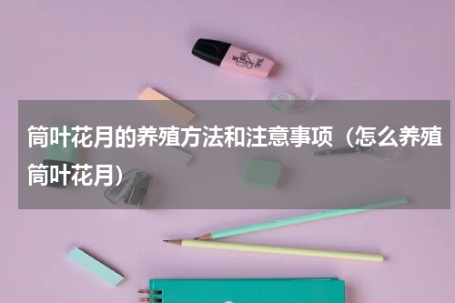筒叶花月的养殖方法和注意事项（怎么养殖筒叶花月）