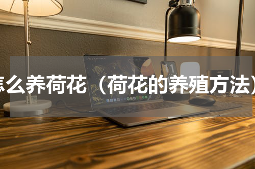 怎么养荷花（荷花的养殖方法）
