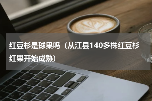 红豆杉是球果吗（从江县140多株红豆杉红果开始成熟）