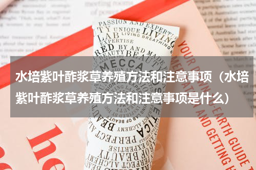 水培紫叶酢浆草养殖方法和注意事项（水培紫叶酢浆草养殖方法和注意事项是什么）