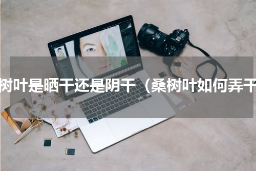 桑树叶是晒干还是阴干（桑树叶如何弄干）
