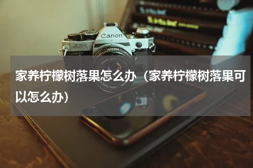 家养柠檬树落果怎么办（家养柠檬树落果可以怎么办）