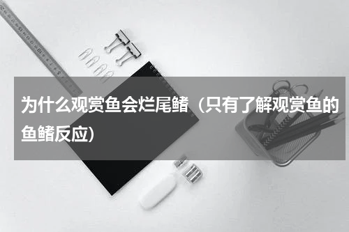 为什么观赏鱼会烂尾鳍（只有了解观赏鱼的鱼鳍反应）