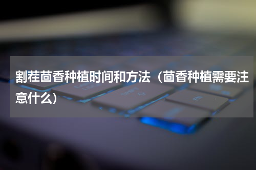 割茬茴香种植时间和方法（茴香种植需要注意什么）
