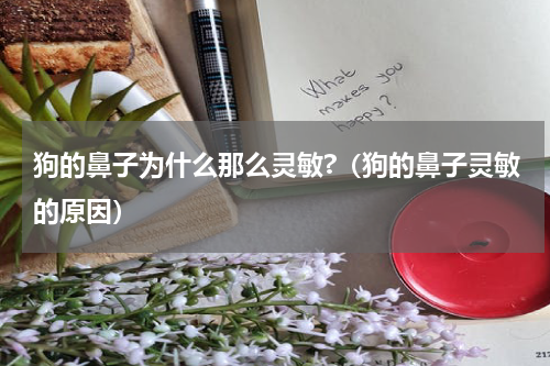 狗的鼻子为什么那么灵敏?（狗的鼻子灵敏的原因）