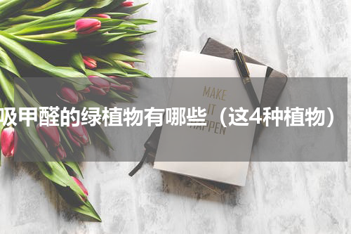 吸甲醛的绿植物有哪些（这4种植物）