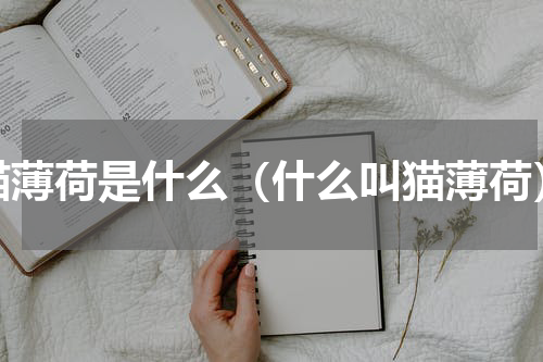 猫薄荷是什么（什么叫猫薄荷）