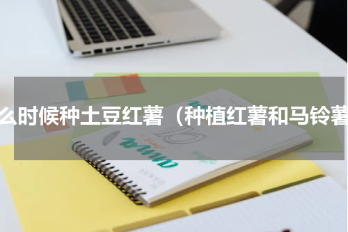 什么时候种土豆红薯（种植红薯和马铃薯）
