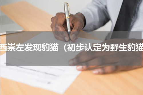 广西崇左发现豹猫（初步认定为野生豹猫）