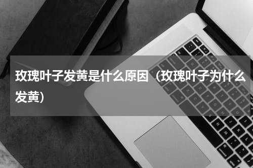 玫瑰叶子发黄是什么原因（玫瑰叶子为什么发黄）