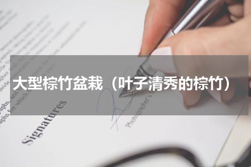 大型棕竹盆栽（叶子清秀的棕竹）