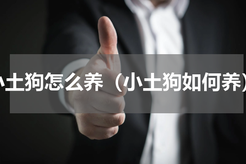 小土狗怎么养（小土狗如何养）