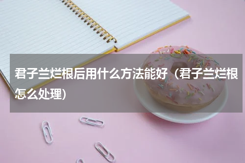 君子兰烂根后用什么方法能好（君子兰烂根怎么处理）