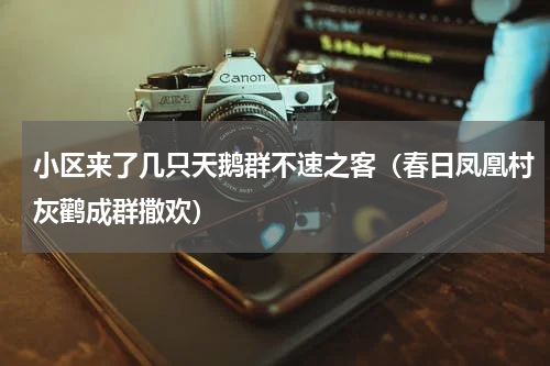 小区来了几只天鹅群不速之客（春日凤凰村灰鹳成群撒欢）