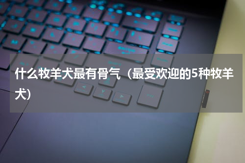 什么牧羊犬最有骨气（最受欢迎的5种牧羊犬）
