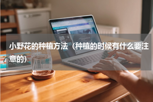 小野花的种植方法（种植的时候有什么要注意的）