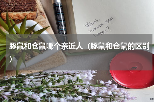 豚鼠和仓鼠哪个亲近人（豚鼠和仓鼠的区别）