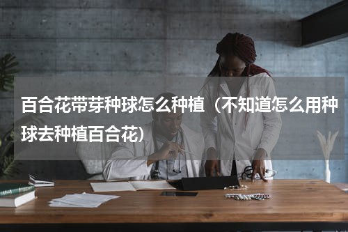 百合花带芽种球怎么种植（不知道怎么用种球去种植百合花）