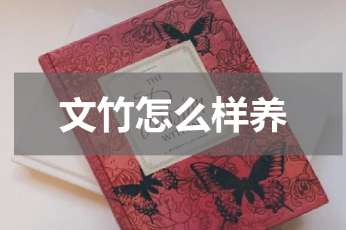 文竹怎么样养