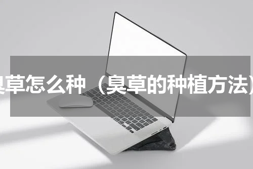 臭草怎么种（臭草的种植方法）