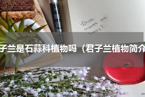 君子兰是石蒜科植物吗（君子兰植物简介）