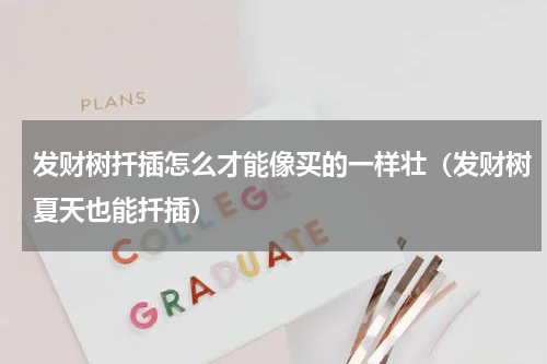 发财树扦插怎么才能像买的一样壮（发财树夏天也能扦插）