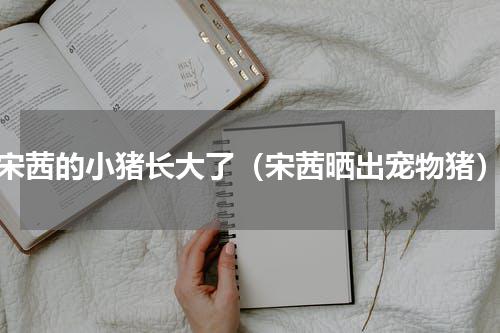 宋茜的小猪长大了（宋茜晒出宠物猪）