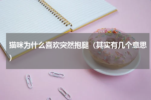 猫咪为什么喜欢突然抱腿（其实有几个意思）