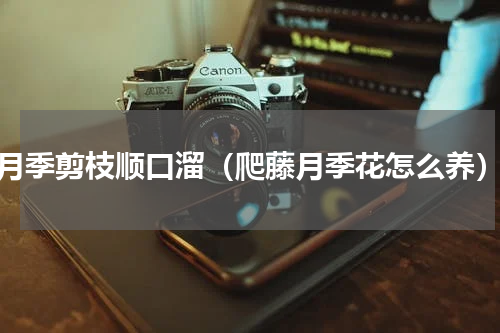 月季剪枝顺口溜（爬藤月季花怎么养）