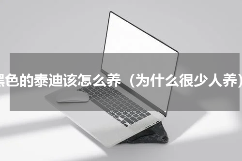 黑色的泰迪该怎么养（为什么很少人养）