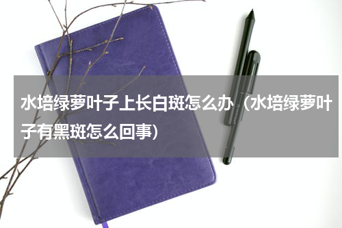 水培绿萝叶子上长白斑怎么办（水培绿萝叶子有黑斑怎么回事）