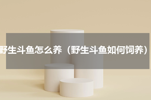 野生斗鱼怎么养（野生斗鱼如何饲养）