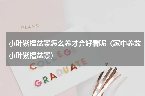 小叶紫檀盆景怎么养才会好看呢（家中养盆小叶紫檀盆景）