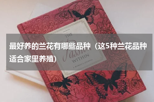 最好养的兰花有哪些品种（这5种兰花品种适合家里养殖）