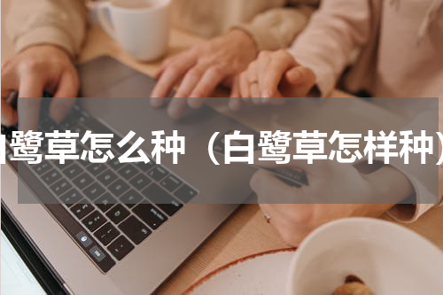 白鹭草怎么种（白鹭草怎样种）