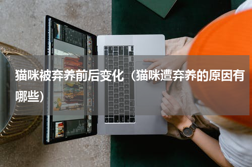 猫咪被弃养前后变化（猫咪遭弃养的原因有哪些）
