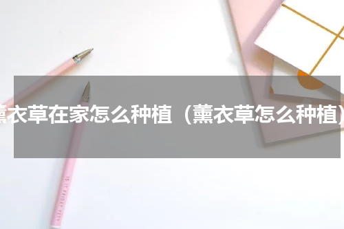 薰衣草在家怎么种植（薰衣草怎么种植）