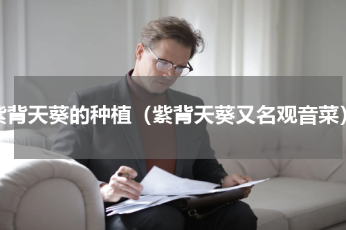 紫背天葵的种植（紫背天葵又名观音菜）