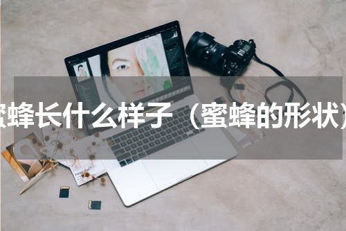 蜜蜂长什么样子（蜜蜂的形状）
