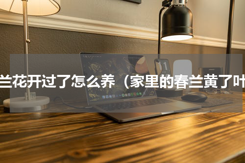 春兰花开过了怎么养（家里的春兰黄了叶）