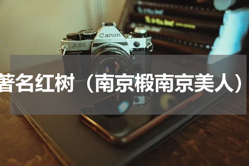 著名红树（南京椴南京美人）