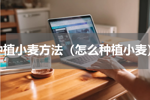 种植小麦方法（怎么种植小麦）