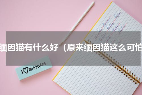 养缅因猫有什么好（原来缅因猫这么可怕）